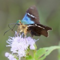  Y0A0285asm
