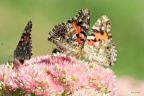 Butterflies