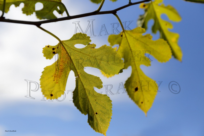 IMG_0009asm.jpg