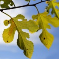 IMG 0009asm