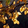 IMG 0020asm