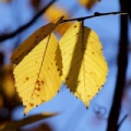 IMG 0026asm