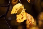 IMG 0029asm