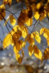 IMG 0033asm