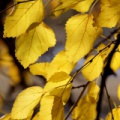 IMG 0034asm
