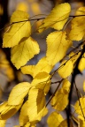 IMG 0034asm