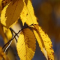 IMG 0039asm
