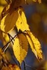 IMG 0039asm