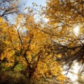 IMG 0050asm