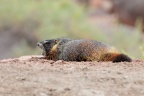 Mammals