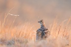 SharptailedGrouse
